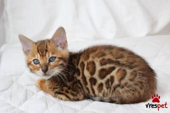 Ράτσα: Άγνωστο - Ημίαιμο | Ηλικία: 3 μηνών | Φύλο: Αρσενικό | Αρ. Microchip: 908780564509345 | Ιδιώτης | Pedigree | Περιοχή: Αθήνα, Αττική